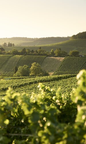 Weinberge in Heilbronn im HeilbronnerLand, Baden-Württemberg, Deutschland | © Stefan Leitner